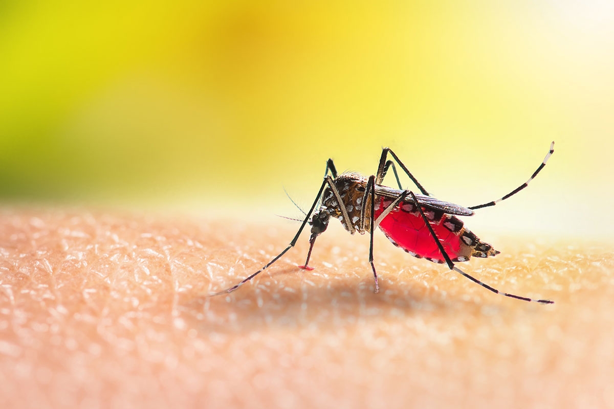 O que acontece quando a pessoa está com dengue?